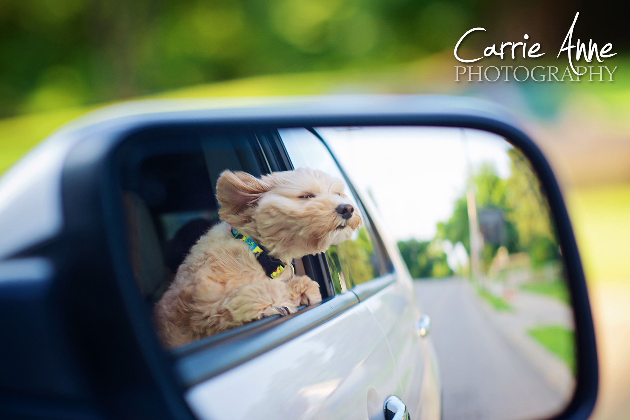 dog-in-mirror-carrie-anne-photography